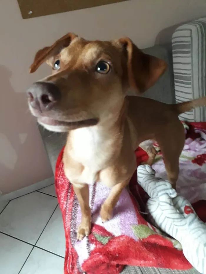 Cachorro ra a SRD idade 7 a 11 meses nome Amora