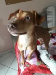 Amora