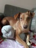 Amora