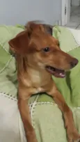 Amora