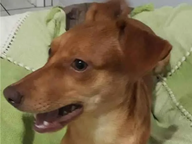 Cachorro ra a SRD idade 7 a 11 meses nome Amora