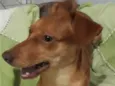 Amora