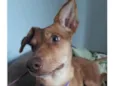 Amora