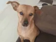 Antônia