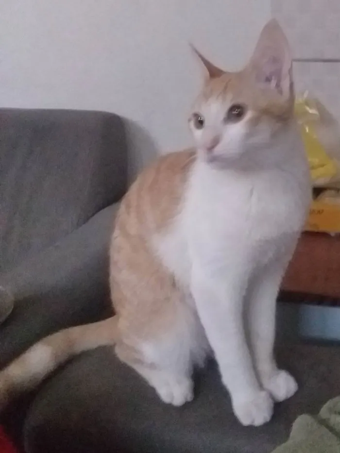 Gato ra a Srd idade 2 a 6 meses nome Panqueca 