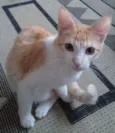 Panqueca 