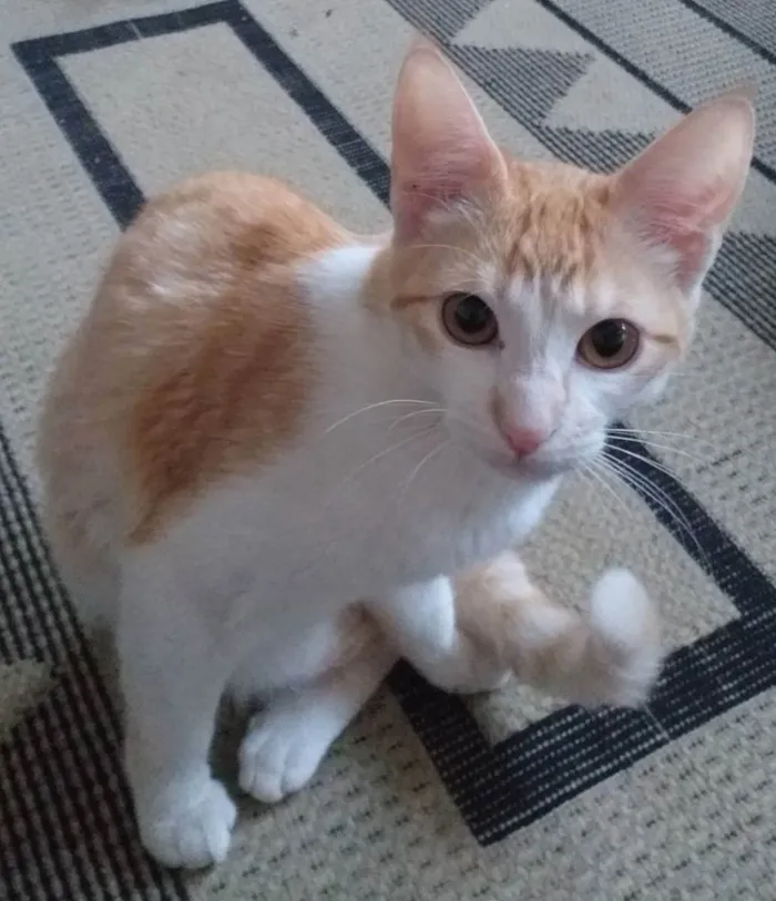 Gato ra a Srd idade 2 a 6 meses nome Panqueca 