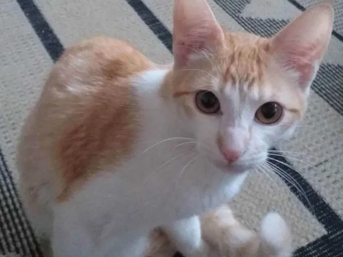 Gato ra a Srd idade 2 a 6 meses nome Panqueca 