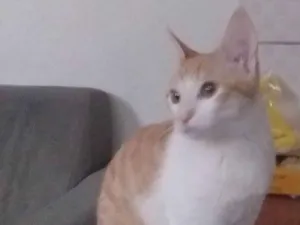 Gato raça Srd idade 2 a 6 meses nome Panqueca 