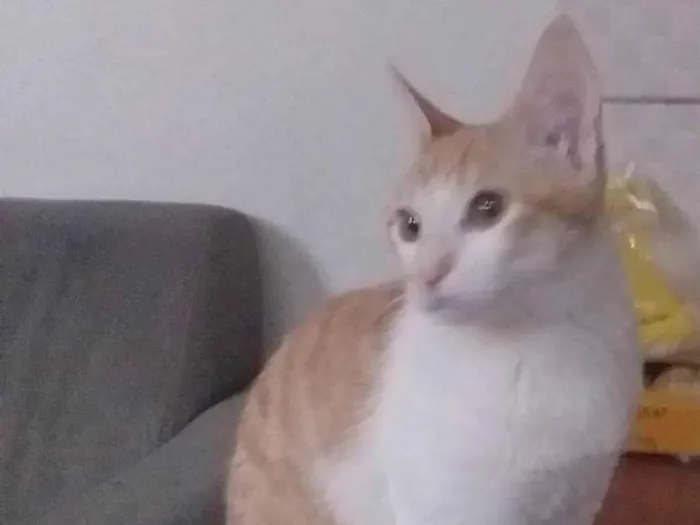 Gato ra a Srd idade 2 a 6 meses nome Panqueca 