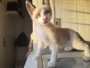 Gato raça SRD idade 2 a 6 meses nome Jaskier 