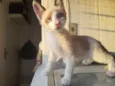 Gato raça SRD idade 2 a 6 meses nome Jaskier 