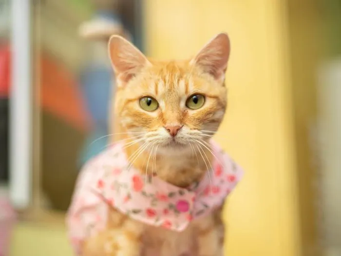 Gato raça SRD idade 1 ano nome Ginger