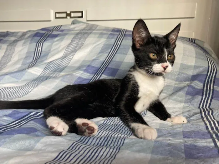 Gato raça SRD idade 2 a 6 meses nome Miguel Diaz