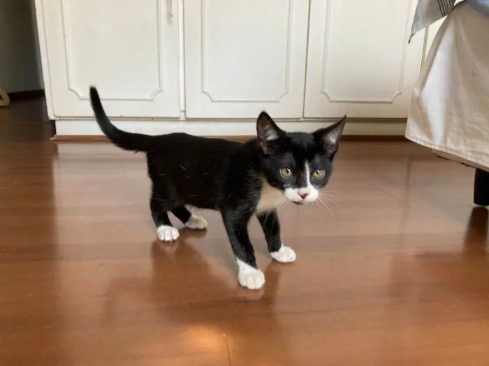 Gato raça SRD idade 2 a 6 meses nome Miguel Diaz