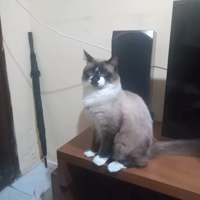 Gato ra a Siamês  idade 7 a 11 meses nome Lion 