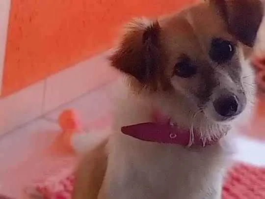 Cachorro ra a Vira lata idade 7 a 11 meses nome Amora