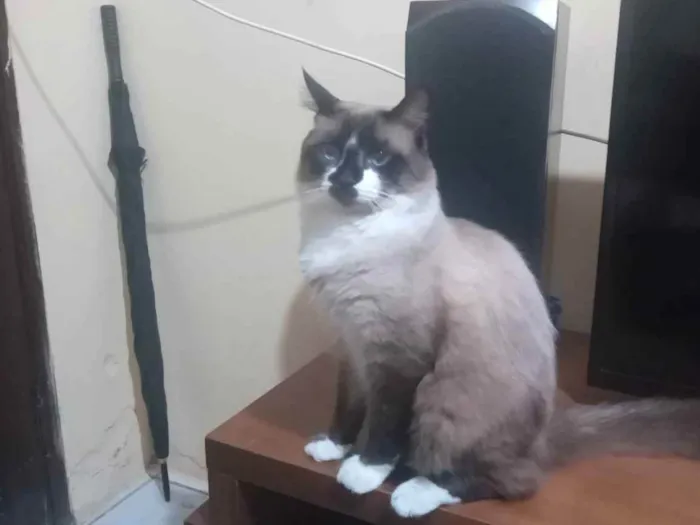 Gato ra a Siamês  idade 7 a 11 meses nome Lion 