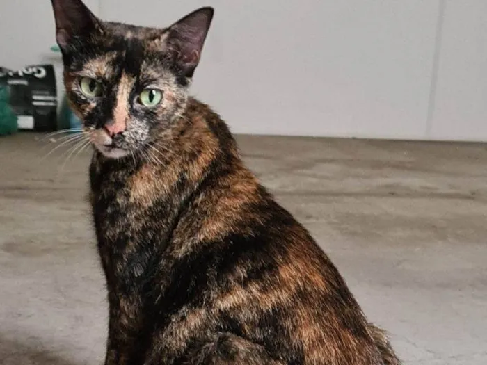 Gato raça SRD idade 7 a 11 meses nome Inara 