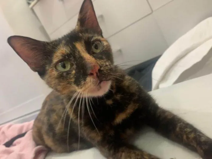 Gato raça SRD idade 7 a 11 meses nome Inara 