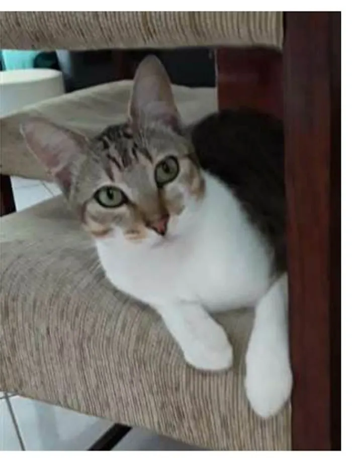Gato ra a srd bicolor idade 1 ano nome PEDRINHO 