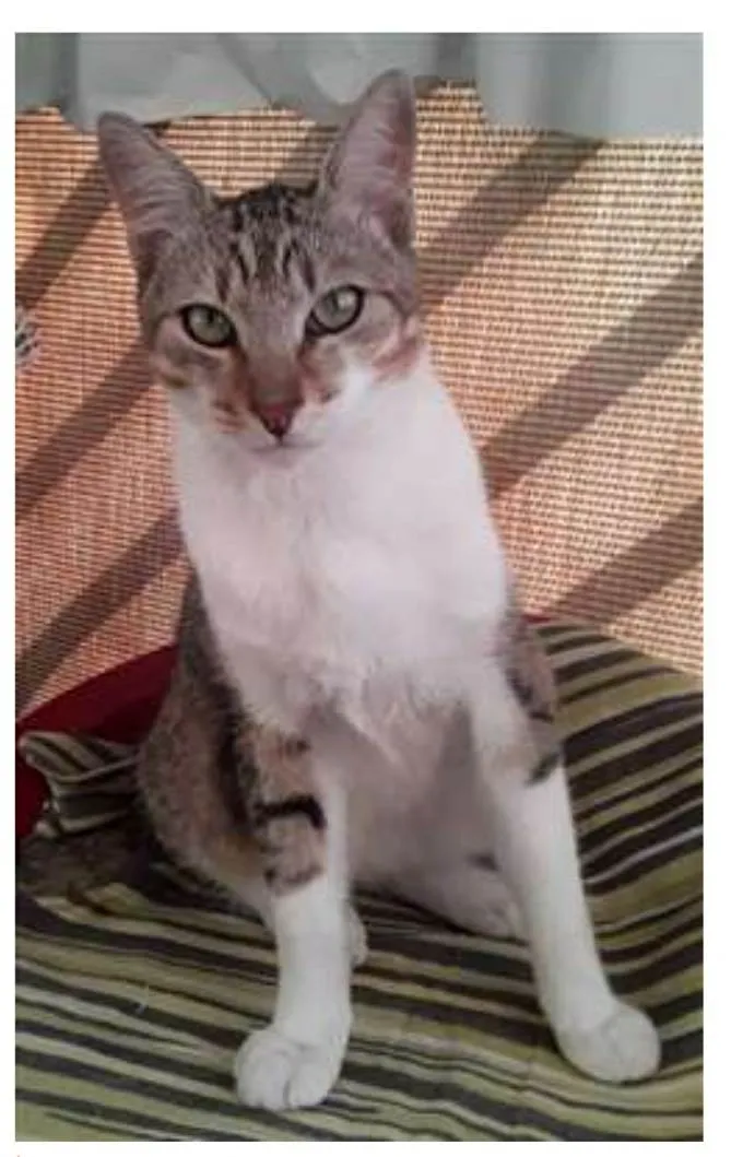 Gato ra a srd bicolor idade 1 ano nome PEDRINHO 