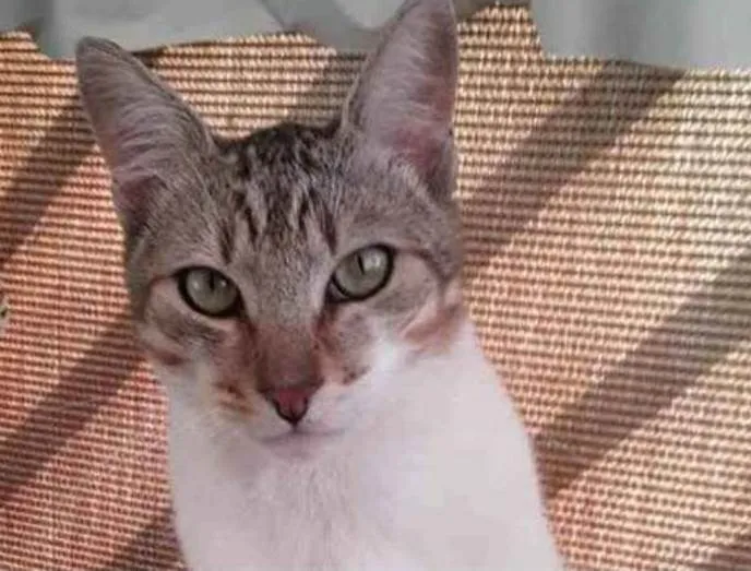 Gato ra a srd bicolor idade 1 ano nome PEDRINHO 