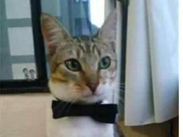 Gato ra a srd bicolor idade 1 ano nome PEDRINHO 