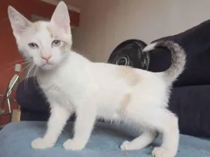 Gato raça SRD idade 2 a 6 meses nome Jesse
