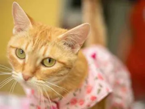 Gato raça SRD idade 1 ano nome Ginger