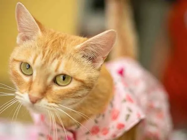 Gato raça SRD idade 1 ano nome Ginger