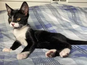 Gato raça SRD idade 2 a 6 meses nome Miguel Diaz