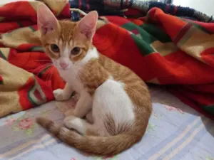Gato raça SRD idade 2 a 6 meses nome Gabriel