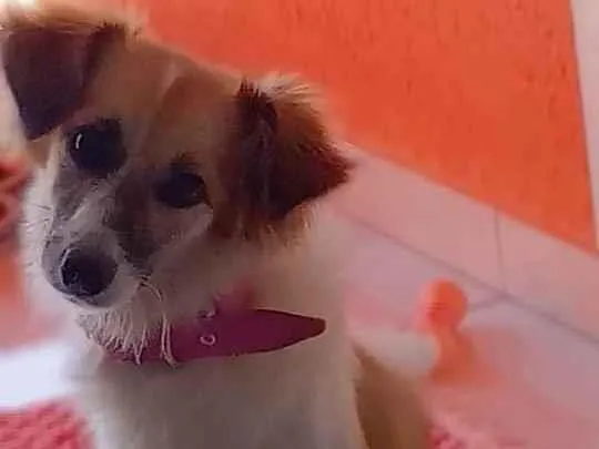 Cachorro ra a Vira lata idade 7 a 11 meses nome Amora