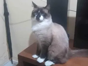 Gato raça Siamês  idade 7 a 11 meses nome Lion 