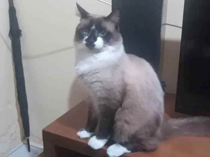 Gato ra a Siamês  idade 7 a 11 meses nome Lion 