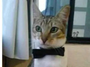 Gato raça srd bicolor idade 1 ano nome PEDRINHO 