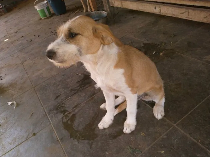 Cachorro raça vira lata idade 2 a 6 meses nome ainda sem nome