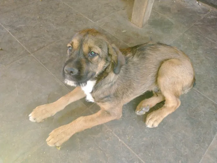 Cachorro raça vira lata idade 2 a 6 meses nome ainda sem nome