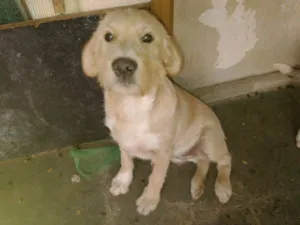 Cachorro raça vira lata idade 2 a 6 meses nome ainda sem nome