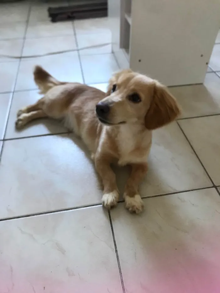 Cachorro ra a Pequenez  idade  nome Não sei 