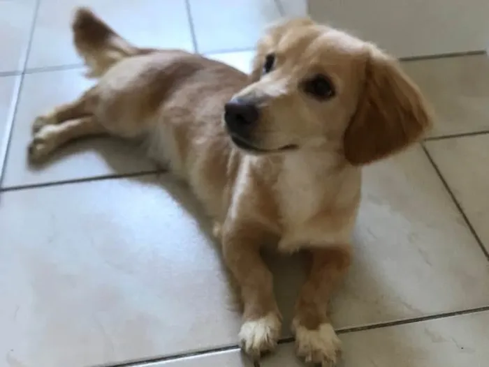 Cachorro ra a Pequenez  idade  nome Não sei 