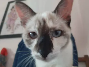 Gato raça SRD idade 7 a 11 meses nome Marú