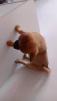 Dobby