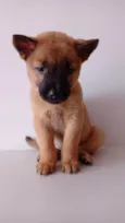 Dobby