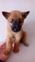 Dobby