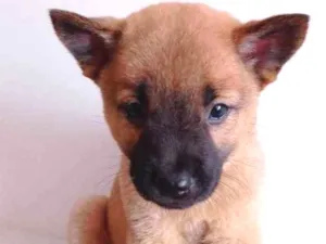 Cachorro raça CRD idade Abaixo de 2 meses nome Dobby