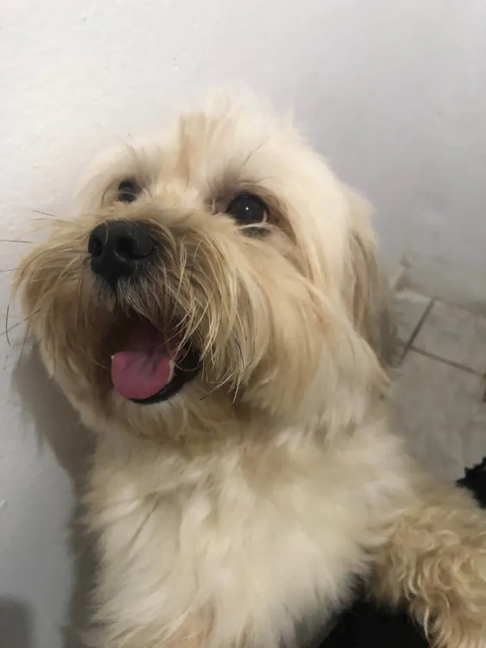 Cachorro raça Lhasa apso idade 3 anos nome Luck