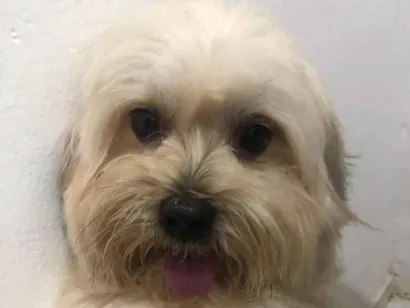 Cachorro raça Lhasa apso idade 3 anos nome Luck