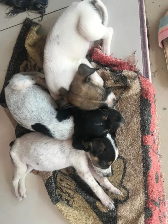 Cachorro raça  idade 2 a 6 meses nome Não tem nome